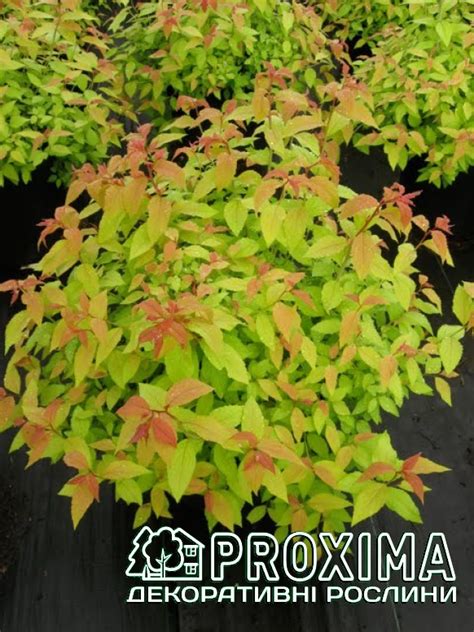 Спірея японська Голдфлейм, Spiraea japonica Goldflame ціна, купити Київ ...