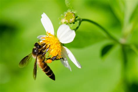 L Nigme Florale D Cryptage Des Raisons Profondes Pour Lesquelles Les