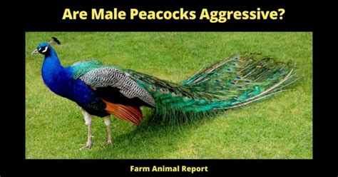 Are Male Peacocks Aggressive Peacocks