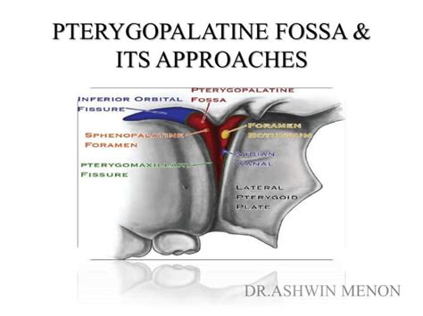 Pterygopalatine Fossappt