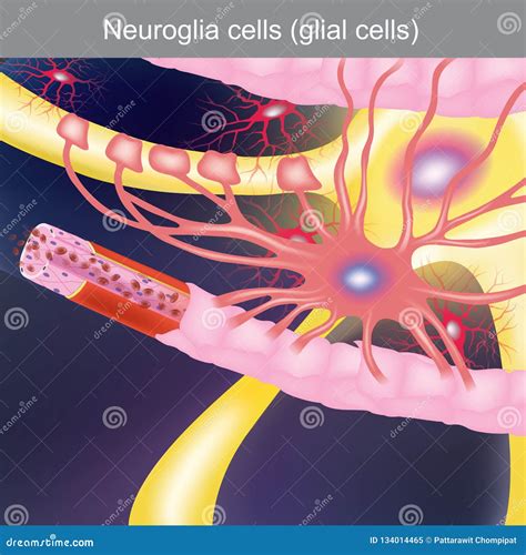 Neuroglia Cells Anatomy Body Parts Stock Vector Illustration Of