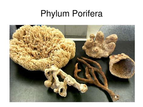 Ppt Phylum Porifera Powerpoint Presentation Free Download Id8883316