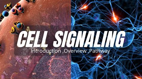 Introduction And Overview Of Cell Signaling Type Pathway Animation