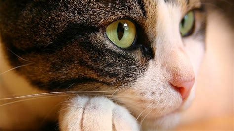 Cat Full Hd Wallpaper And Background Image 1920x1080 Id116775🖖