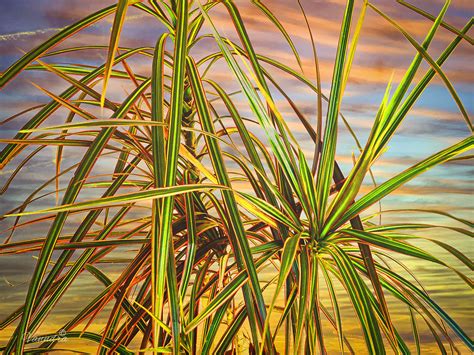 Dracaena By Vanndra On Deviantart