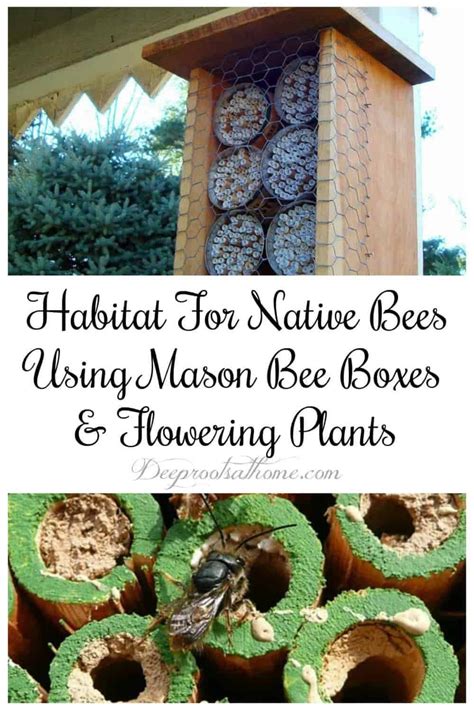 Habitat For Native Bees Using Mason Bee Boxes And Flowering Plants