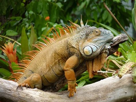 Rainforest Wildlife of Bolivia. Amazon Region. Rainforest Animals of ...