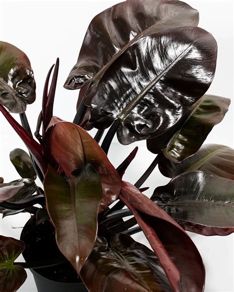 Philodendron Black Cardinal For Sale Including Care Guide