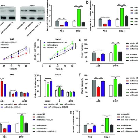 Effects Of Mir B P On Migration And Invasion Of Gc Cells A The