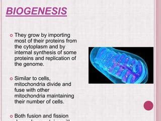 Mitochondria ppt | PPT