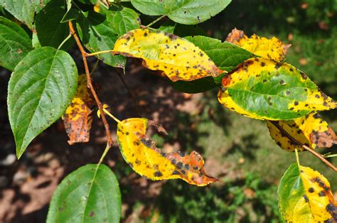 Common Tree and Shrub Diseases - Fairway Green Inc.