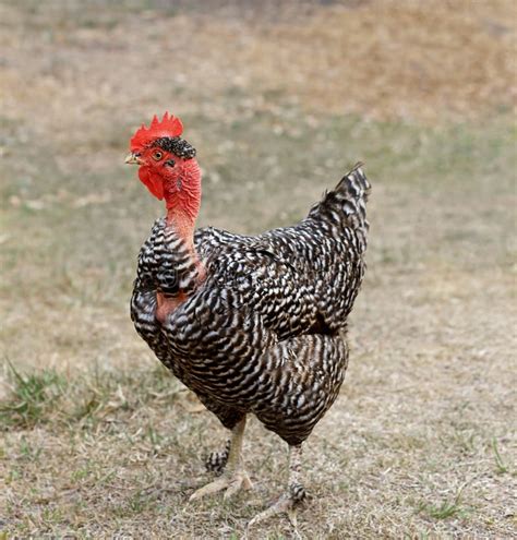 Turken Transylvanian Naked Neck Chicken Mixed Color Stock Photo Image