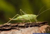 Meconema Meridionale Alias Southern Oak Bush Cricket Hippocampus