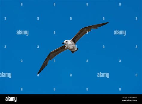 Falkland Islands Cape Dolphin In Flight Macronectes Giganteus A