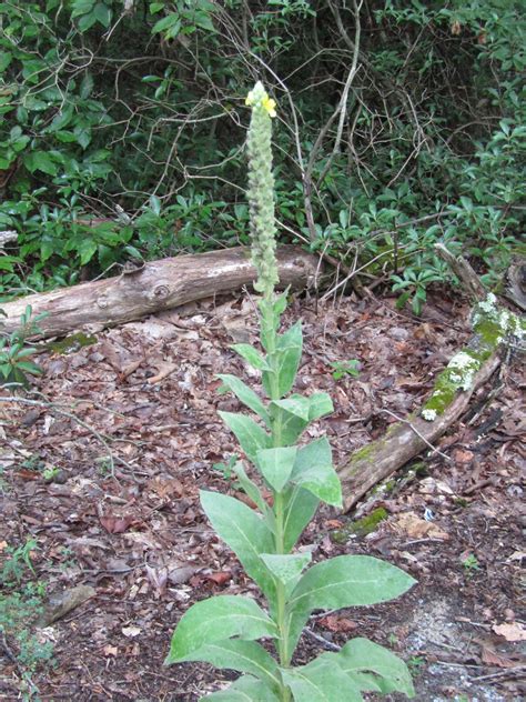 Maryland Biodiversity Project Common Mullein Verbascum Thapsus