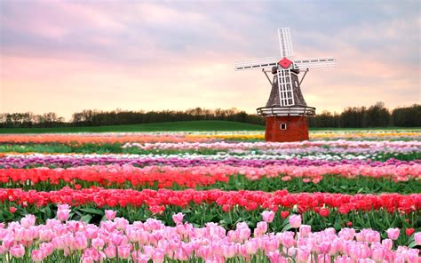 Spring Flower Fields Wallpapers Top Free Spring Flower Fields