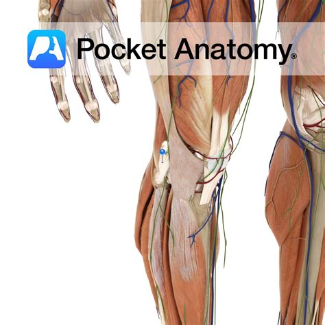 Medial Sural Cutaneous Nerve Pocket Anatomy