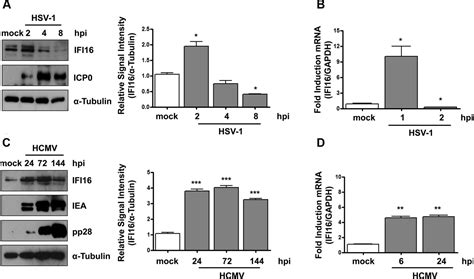 Regulatory Interaction Between The Cellular Restriction Factor Ifi