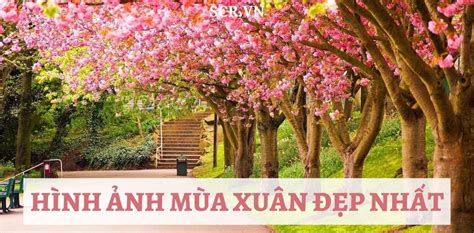 Bộ Sưu Tập Hình ảnh Mùa Xuân đẹp Nhất Thế Giới Với Hơn 999 Hình ảnh Hiển Thị Tuyệt Phẩm Mùa