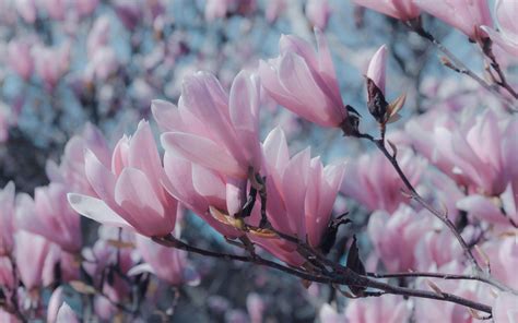 Herunterladen hintergrundbild magnolie frühlings blüten rosa frühling