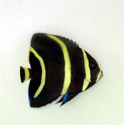 Angelfish Archives - KP Aquatics