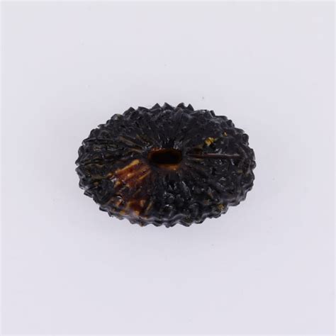 Dark Brown Oval Nepali 21 Mukhi Rudraksha Certified Bead 3 77 Grams