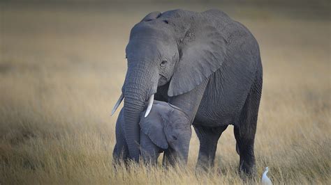 Tiny Giants Tusk And Trunk