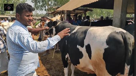 ১০৩২৩ চট্টগ্রাম ও সিলেটে ব্যবসার জন্য কত টাকা মন দরে মাংসের ওজন সহ বড় বড় ষাঁড় গরু