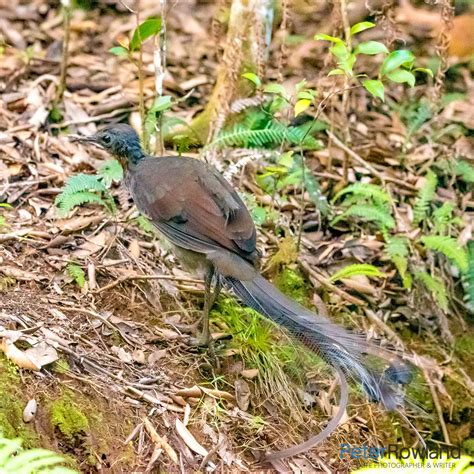 Superb Lyrebird - Peter Rowland Photographer & Writer