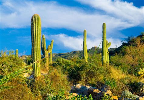 California Desert Vacations Travelcal