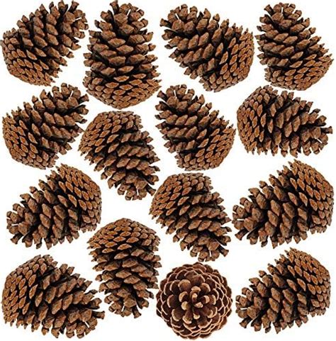 Besttoyhome 15 Pcs Natural Pinecones Medium Pine Cones Ornaments Real Preserved Pine