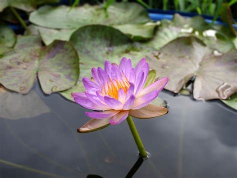 Nymphaea Siam Purple 1 HxT ISG Waterlily Thailand 004 Water