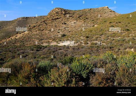 Semi desert scrub vegetation, Rodalquilar, Cabo de Gata natural park ...