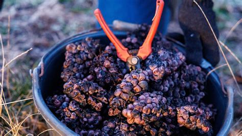 Rheinland Pfalz Saarland Frost Erm Glicht Eiswein Lese In Mehreren