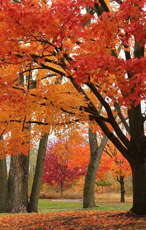 Autumn Red Photograph By Rosanne Jordan Fine Art America