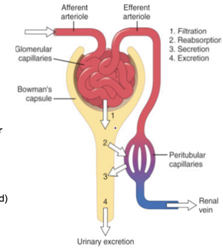 3 Glomerular Filtration Flashcards Quizlet