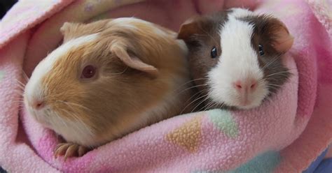 Baby Guinea Pigs Ready For Adoption