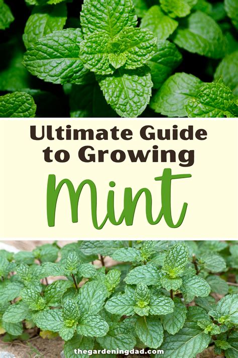 How To Grow Mint From Seed 11 Easy Tips Growing Mint Easy Herbs To