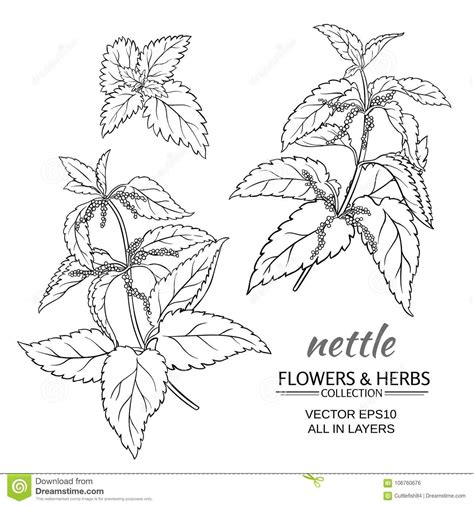 Nettle Vector Set Stock Vector Illustration Of Flora 106760676