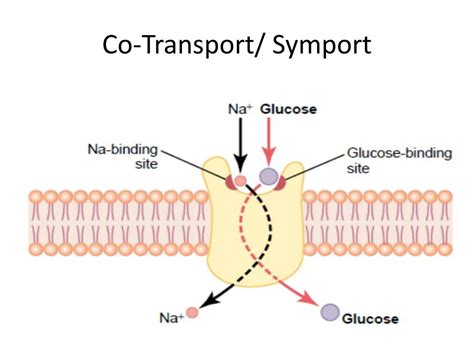 Ppt Transport Across Cell Membrane Ii Guyton 12 Th Ed Chapter 4