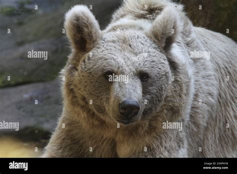 Syrian brown bear Stock Photo - Alamy