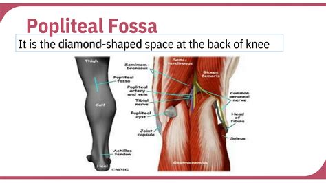 Solution Unraveling The Mysteries Of Popliteal Fossa Anatomy A