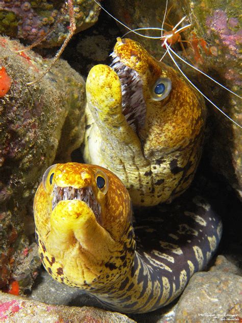 Fangtooth Snake Eel Wiki - Image to u