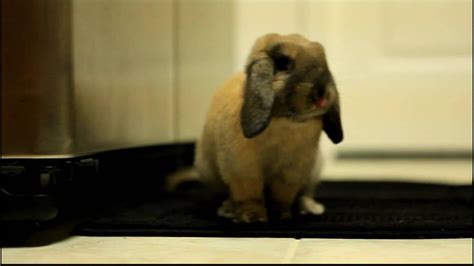 Pumpkin The Holland Lop Youtube