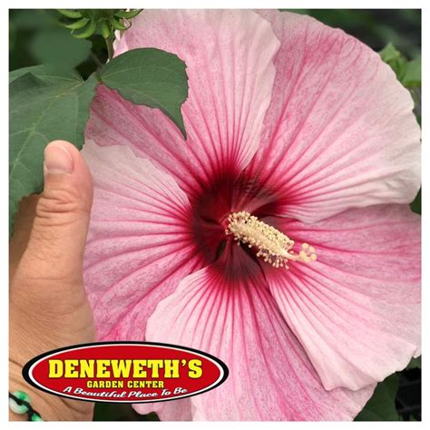 Dinner Plate Hibiscus Hardy Perennial Hibiscus Hardy Perennials Flowering Shrubs Garden