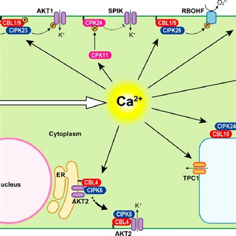 Schematic Model Of Ca 2 And Ros Mediated Cell To Cell Signal