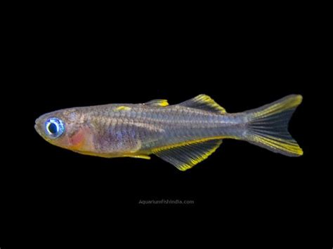 Forktail Rainbowfish Aquarium Fish India