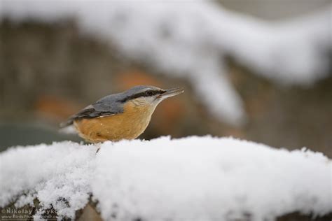 Горска зидарка (Sitta europaea) – Birds Photographer – Nikolay Staykov ...