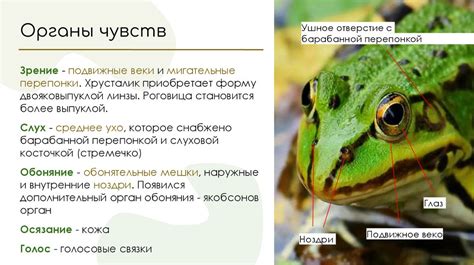 Класс Земноводные. Общая характеристика - презентация онлайн