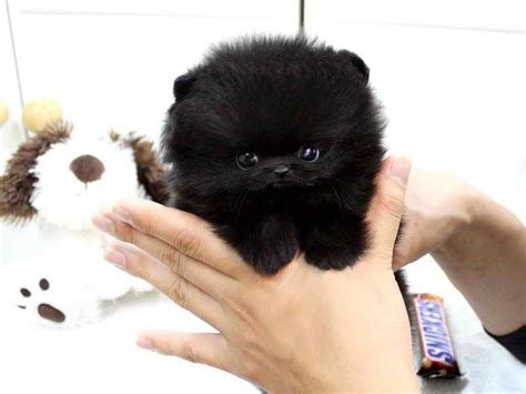 Teacup Pomeraniansoo Adorable Pomeranian Puppy Teacup